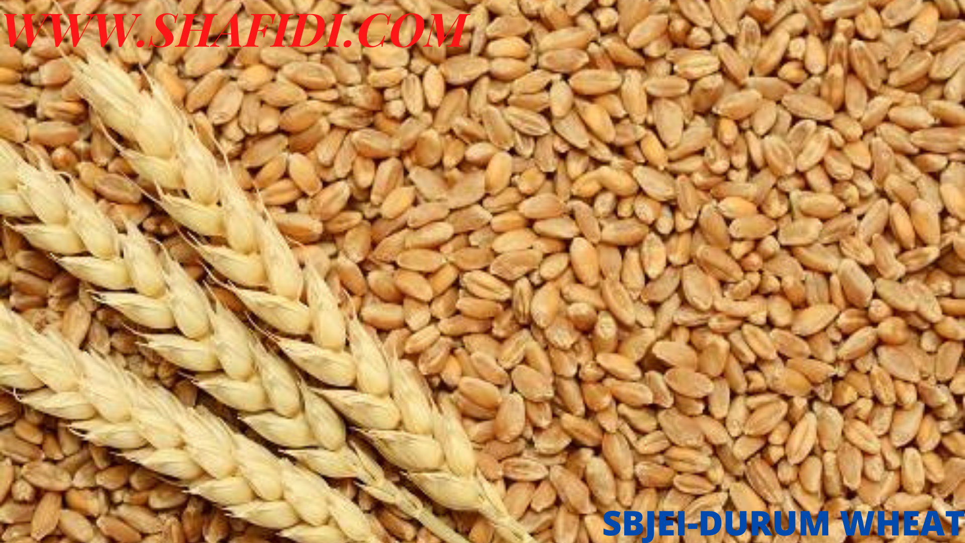 SBJEI  WHEAT